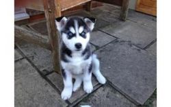 handsome siberian husky puppies available