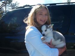 Healthy akc registered siberian husky puppies