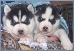 Purebred Siberian husky puppies ready to go