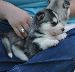 Registered and Trained Siberian Husky blue eyes.