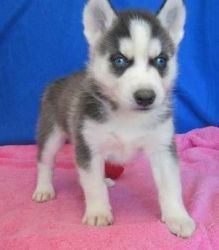 Registered Blue Eyes Siberian Husky Puppies