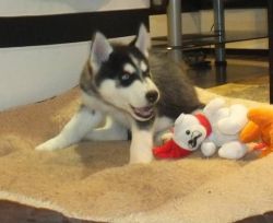 Sweet Siberian Huskey puppies available