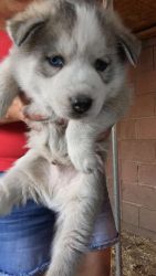 AKC Siberian Husky puppy for sale
