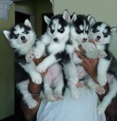 Siberian husky puppies TEXT xxx-xxx-xxxx