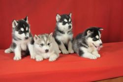 Husky puppies for adoption text xxx-xxx-xxxx