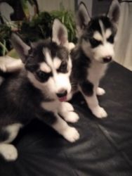 4 purebred Siberian Husky pups seeking forever home