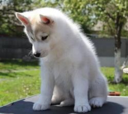 2 purebred male and female Siberian Husky puppies