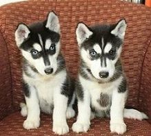 Siberian Husky puppies for adoption now. (xxx) xxx-xxx9