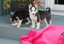 Blue Eyes Siberian Husky Pups for sale