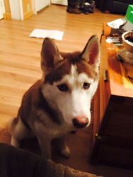 Female Siberian Husky looking for a new home