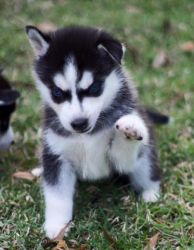 Siberian husky puppy with perfect markings