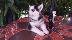 Cute Siberian husky puppies for sale (xxx) xxx-xxx4
