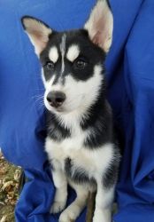 Best of siberian Husky puppies for you