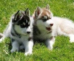 Akc Pure Breed Siberian Husky Puppies.text me at(xxx) xxx-xxx0