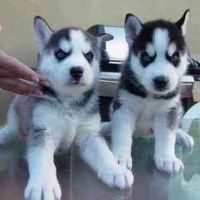 ✮AKC Siberian Husky pups for re homing