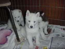 Available Siberian Husky Available for good homes!!!