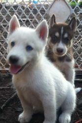 potty trained Siberian husky seeks new home