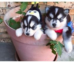 Twin in the pot siberian husky puppies for sale Read more: http://dog