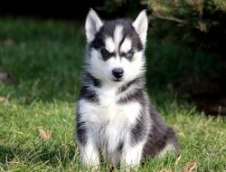 Awesome Male and Female Siberian Husky Puppies For adoption