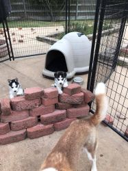 2black and white siberian husky puppies with blue eyes for sale
