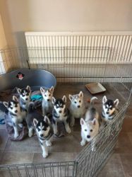 7 Beautiful Husky Puppies For Sale