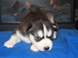 ***Amazing Male and Female Siberian Husky Puppies For Re-Homing Now***