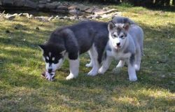 Siberian Husky puppies for adoption now.