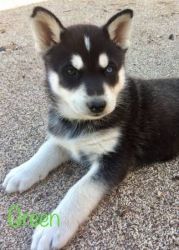 9 Beautiful Husky Puppies For Sale