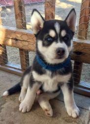 2Month Siberian Husky Looking For A Loving Home