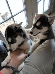 5 Beautiful Siberian Huskies For Sale Only 1 Girl