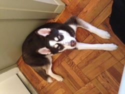 Siberian Husky 9 months male for sale Philadelphia
