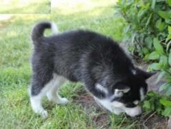 male and female Siberian Husky puppies for sale