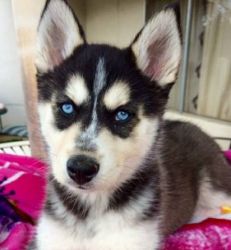 Stunning Husky puppies with akc papers and are kid friendly