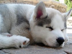 siberian husky puppies for sale contact(xxx) xxx-xxx7