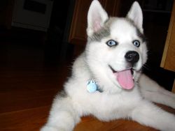 purebred blue eyes siberian huskies for sale