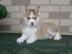 Siberia Husky puppies 636 x 234 x 3763