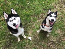 HOME RAISED MALE AND FEMALE HUSKY PUPPIES
