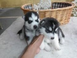 Sweet Siberian Husky Puppies for sale