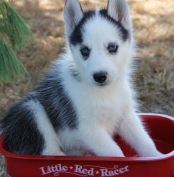 Male Siberian husky Puppies for pet lovers