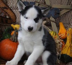 Blue Eyes Siberian Husky Puppies AKC Registered