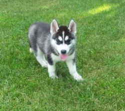 AKC Registered 11 weeks old Siberian Husky Puppies ready to