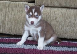 Beautiful liter of Huskies available and ready