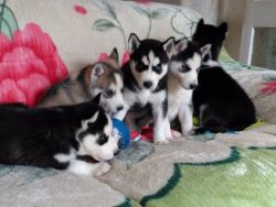 ATTRACCTIVE SIBERIAN HUSKY PUPPIES FOR SALE NOW...