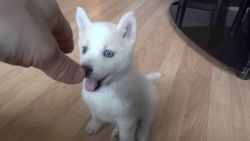 Registered Siberian Husky for Adoption