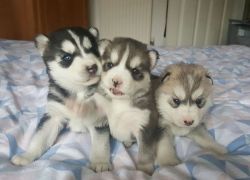 Cute and loving Siberian husky puppies for new homes
