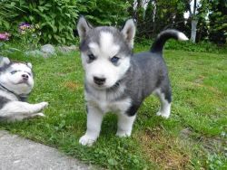 Cuts Siberian husky puppies for adoption.