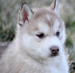Pedigree Siberian Husky Pups