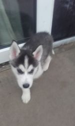 Home Wanted For A Beautiful Siberian Husky
