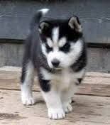 Cuts Siberian Husky puppies ready to go now