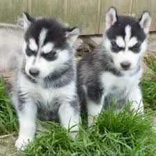 Beautiful Siberian Husky Puppies For Sale